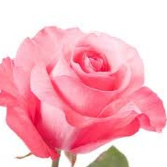 لطفي بوشناق     - ورد أريانة