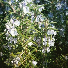 Blooming Rosemary