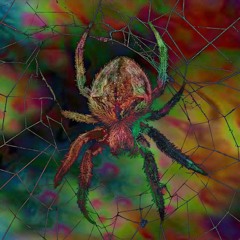 Cinortele - Itsy Bitsy Spider Creepy