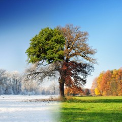 4 Seasons by Victor Sobolenko