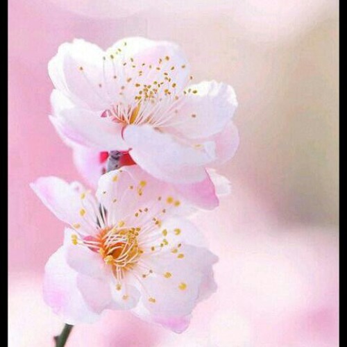 Stream 桜 咲いたよ Hey Say Jump Fan Cover Acapella By 美人 Listen Online For Free On Soundcloud