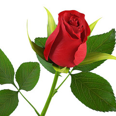 Tumi Sutoy Bedhecho Shaplar Phool