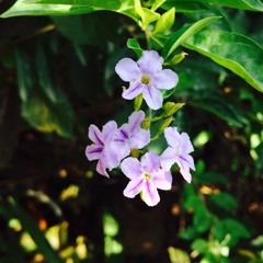 ដឹងខ្លួនទៅប្រុសល្ងង់