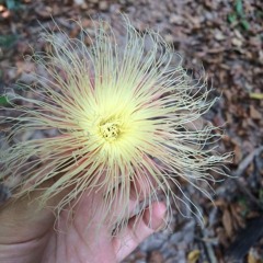 ខ្នើយប៉ាក់