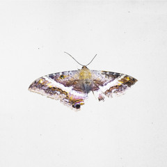 King Kunta (Rough Draft) - Kendrick Lamar Cover