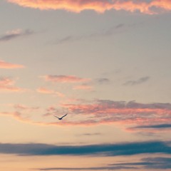 ahmed manzur - deepset 1