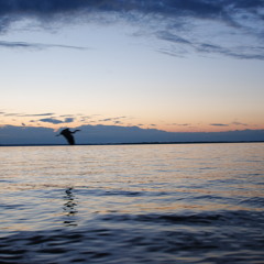 D-Lav Post Savage Summer Mixer