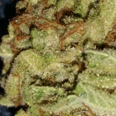 La Verdad No Se Niega Freestyle