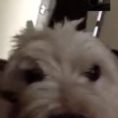 Can I Has Cheezburger?