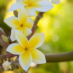 Beautiful Samoa