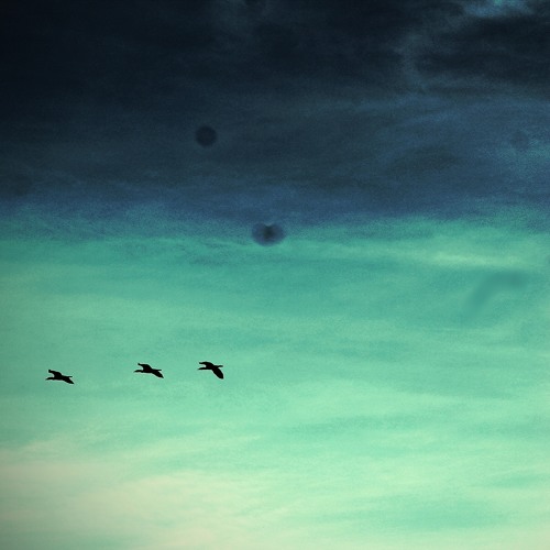 The Ocean