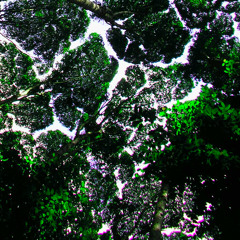 Pushloop - The Canopy