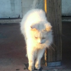 Pussy nigga killa (Woop,Plies, Lijah Ross)