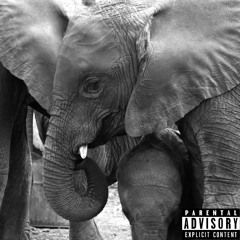 칼코 X 바하 Beighthy - 코끼리