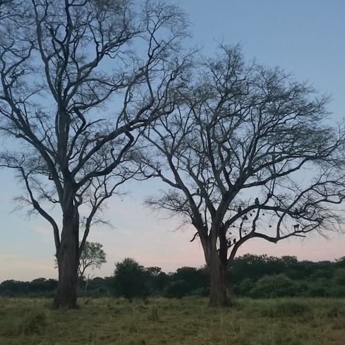 Baboons going apeshit