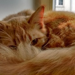 Binder Full Of Grinder