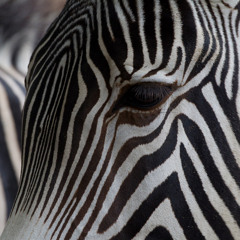 The White Stripes - Seven Nation Army (Mermaidracula Funkstep Remix)