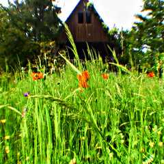 Gatorized........WhiteVanArmy