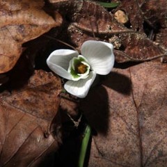 Early Spring