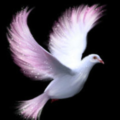 White Dove