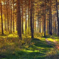 Dawn Walk In The Forest