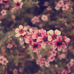 Bleed-Hot Chelle Rae