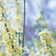 Hazel Colored Nebula