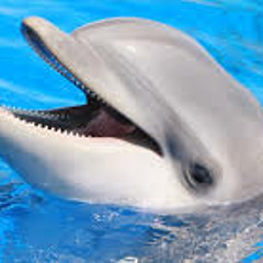 Dolphin Jam