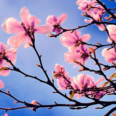 Vasco C - Spring Mood 2015