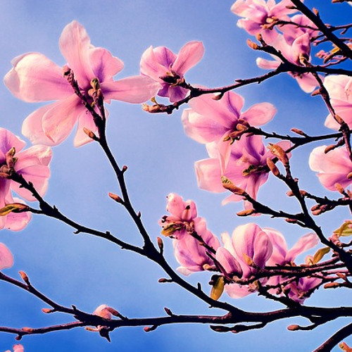 Vasco C - Spring Mood 2015