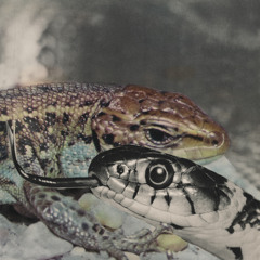 Energodar B