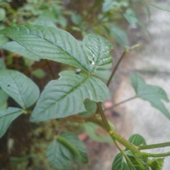 Vidi Aldiano Cinta jangan kau pergi - Cover  at Semoga kalian senang di Soundcloud saya :)Jangan lupa share,Like, and Follow Thanks