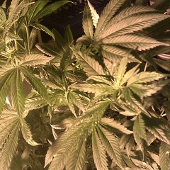 Eldon Cloud - April Foolz Day (Window Shopper mashup Edit)