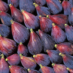 Fat Purple Figs