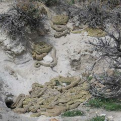 Rattlesnake - Eradication - Notification