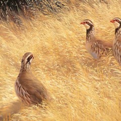 Abdal & Haluk Tolga İlhan - Keklik Gibi Kanadimi Süzmedim