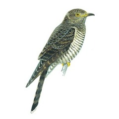 Cuckoo (Benjamin Britten)