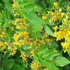 ​ေႏြဦးကဗ်ာ..ဂ​ေရဟမ္​