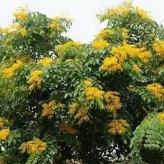 ခ်မ္​းပါတယ္​..ဂ​ေရဟမ္​