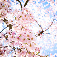Kisetsu, Teien To Tomoni | JAPANESE