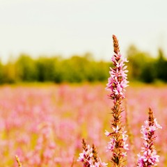 我并不是那么坚强