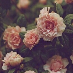 Hey There Delilah - Plain White T's