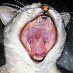 Tattooed Tears - Ice Cream Shout