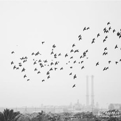 طلي ياطيور البشاير