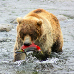 Chasse Au Saumon - Ours À La Pêche