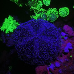 Sonic Tickle-Honky Monk Rmx (Ear Pressure)