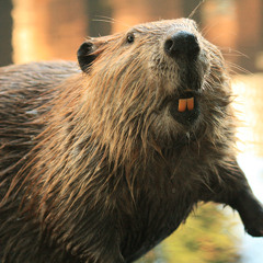 Buck Tooth, Pride Of The Beavers