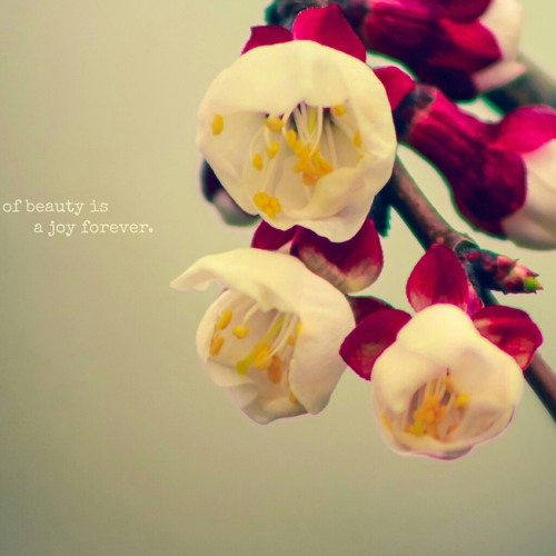 my tam – Cơn Mưa Dĩ Vãng.mp3