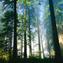 Deep In The Woods