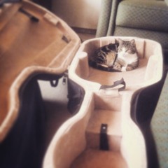 Für Und Von - If Pigs Could Fly